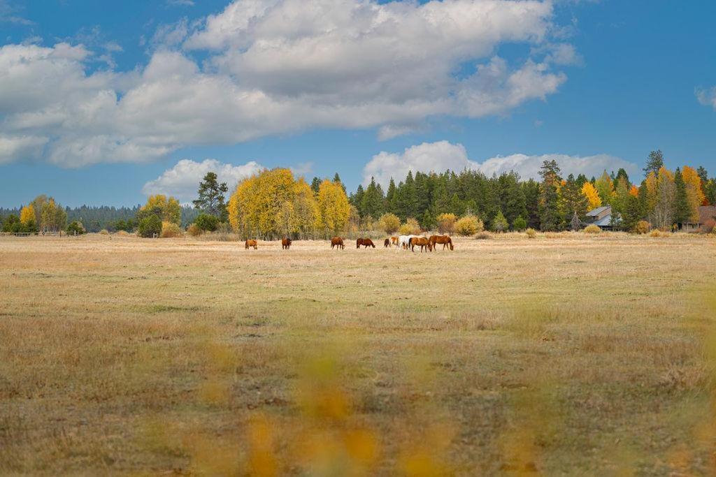 Coyote - Unit 9 Villa Sunriver Bagian luar foto